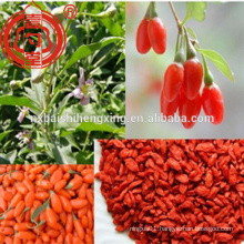 Ningxia Goji berries dried and healthy fruit Lycium barbarum Red Gou qi Zi export to Europe